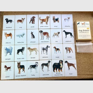 Flashcards com 24 Raças de Cães e Fatos - Atividade Educacional de Linguagem para Escolas Florestais, Montessori Steiner e Escolas Domiciliares