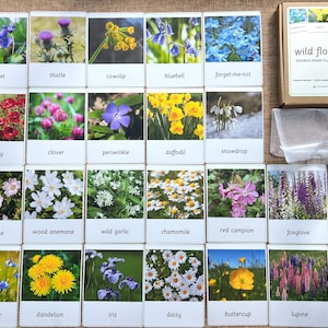 24 tarjetas didácticas con fotos reales de flores silvestres y datos - Tarjetas didácticas de nomenclatura educativa, actividades de lenguaje Montessori para educación en casa - Naturaleza