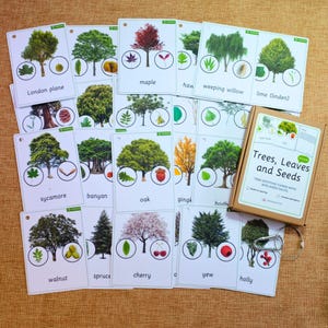 24 Tree ID Cards with Leaf, Seeds and Facts- Education Nomenclature Flashcards Homeschool Montessori Language Activities -  Nature