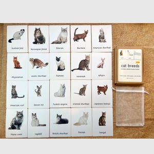 Tarjetas didácticas con datos sobre 20 razas de gatos: actividad educativa para escuelas forestales, Montessori Steiner y educación en casa.
