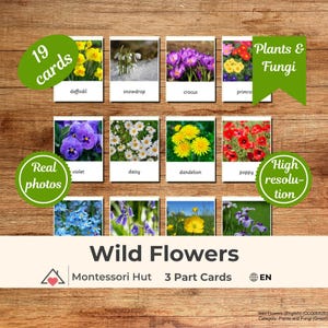 19 Wild Flowers Montessori 3 Części Karty|Karty Nomenklatury|PDF Edukacyjne Flashcards Przedszkole, Edukacja domowa, Zasoby edukacyjne w klasie