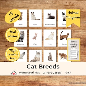 15 Cat Breeds Montessori 3 Part Cards Nomenclature Card Educational Flashcards Preschool Homeschool Classroom Learning Resources Printable