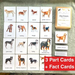 15 Razze di Cani Montessori Schede in 3 Parti con Schede di Informazioni - Nomenclatura Educativa Flashcards Homeschool Montessori Steiner Attività Linguistiche