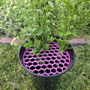 May include: A black plant pot with a pink honeycomb-patterned plant protector. The pot contains green plants with small white and yellow flowers. The scene is set outdoors on a bed of green grass.