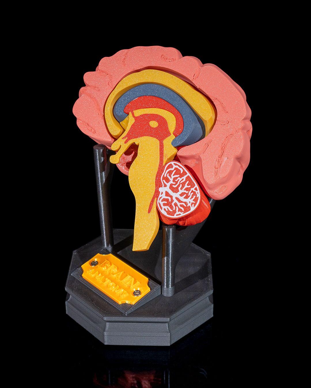 Human Brain Model - Etsy