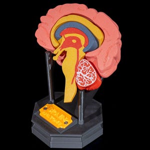 May include: A 3D printed model of a human brain, showing the different parts of the brain in various colors. The model is on a black base with a yellow label that reads "Brain Anatomy".