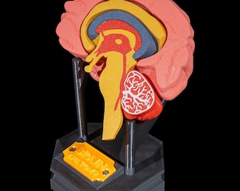 May include: A 3D printed model of a human brain, showing the different parts of the brain in various colors. The model is on a black base with a yellow label that reads "Brain Anatomy".