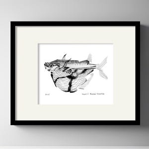 Original, NOT A PRINT - Marbled Hatchetfish, Hand Painting Pencil Artwork, Drawing Vintage Fish Illustration, One of a Kind Wall Art