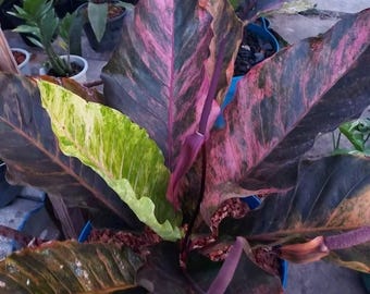Anthurium Renaissance Variegation. Hybrid Seedling Size 3-5 Anthurium Renaissance Variegation. Hybrid Seedling Size 3-5