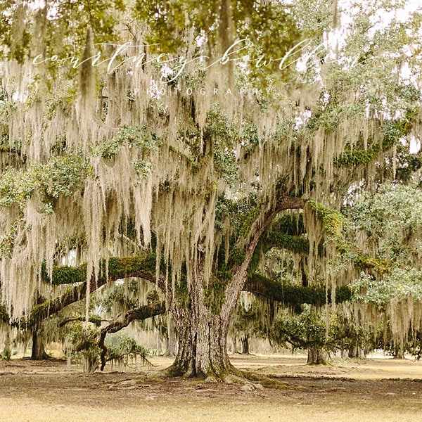 Louisiana Tree Print Photograph - Photographie espagnole d’arbre de mousse - Arbre du Sud