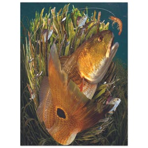 Redfish Action