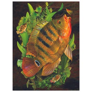 Mayan Cichlid