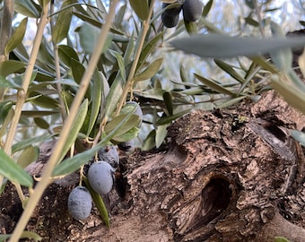 Foglie di ulivo fresche per matrimoni | Decorazione naturale ed ecologica | Stile rustico e mediterraneo