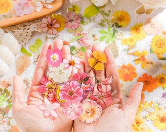 May include: A collection of pressed flower stickers in various shades of pink, yellow, and white. The stickers are arranged in the palms of a person's hands.