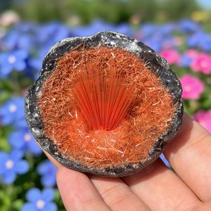 Puede incluir: Geoda con un exterior oscuro y texturizado, que revela una formación de cristales naranja brillante en su interior. Los cristales irradian desde el centro, creando un contraste llamativo. La geoda se sostiene en una mano, con un fondo floral borroso.