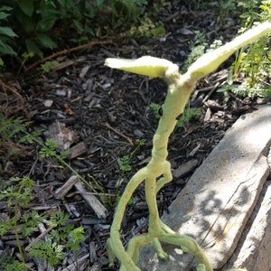 Plush bowtruckle friend