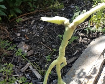 Plush bowtruckle friend