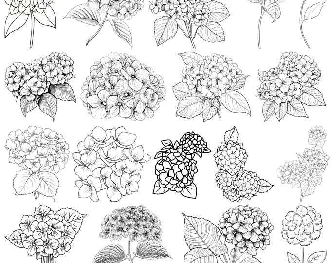Hydrangea SVG Bundle, Hydrangea Line Art, Hydrangea Dxf, Hydrangea Png ...