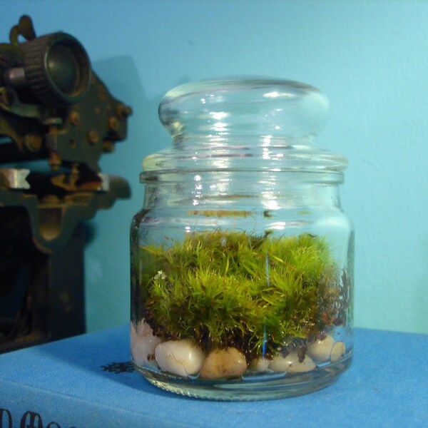 The Paperweight Moss Terrarium