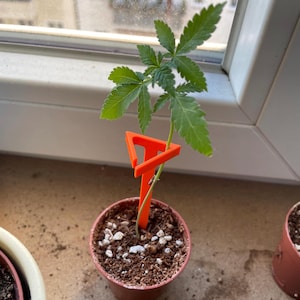 Könnte beinhalten: Eine kleine grüne Pflanze mit einer leuchtend orangefarbenen, dreieckigen Pflanzenstütze aus Plastik. Die Pflanze wächst in einem braunen Topf mit weißen Kieselsteinen.