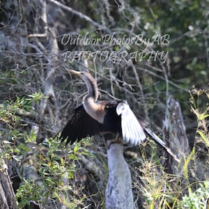 Peut inclure: Un oiseau anhinga noir et blanc au long cou et à la crête blanche perché sur une branche dans un environnement forestier.