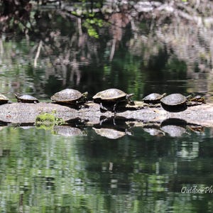 May include: A group of eight turtles are lined up on a log in a shallow pond. The turtles are all facing the same direction and have dark green shells.