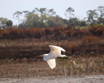 Great Egret, St Marks National Wildlife Refuge, waterfowl, Digital photos, instant download, wall art, home decor, wildlife, nature, birds
