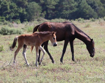 wild-horse-mare-with-her-foal-cumberland-island-national-seashore