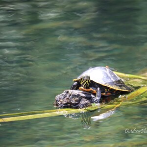 May include: A turtle with a dark shell and yellow markings rests on a rock in the water. The turtle is surrounded by green aquatic plants and is partially submerged in the water. The image is a nature photograph.