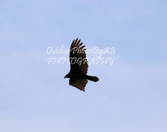 Osprey in flight St Marks National Wildlife Preserve Digital photo, instant download, wall art, home decor, wildfowl, birds, nature, animal