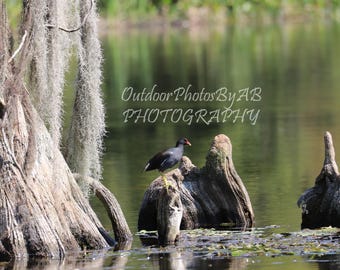 Common Moorhen bird, Wakulla River, Wakulla Springs, Fl, bald cypress trees, instant download, wall art, home decor, wildlife, waterfowl