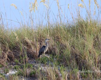 Great Blue Heron, Topsail Hill State Park, South Walton Florida, digital art, instant download, wall art, home decor, bird, wildlife, Dunes