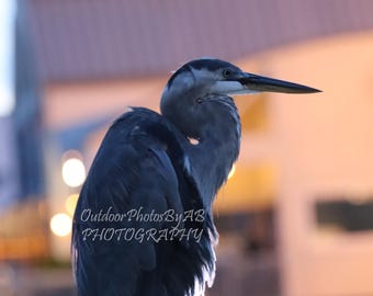 Great Blue Heron on a post at the docks at Destin Harbor at sunset, digital photo, instant download, wall art, home decor, bird, wildlife