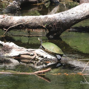 Suwannee cooter turtle, Suwannee River Florida, nature, digital photography, instant download, wall art, home decor, wildlife, freshwater