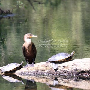 May include: A brown bird with a yellow beak stands on a log with two turtles. The turtles have dark shells and are resting on the log. The log is in a body of water with a reflection of the trees.