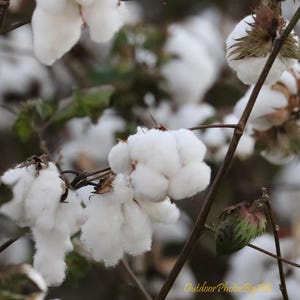 Cotton bolls in an unpicked cotton field in Florida, Digital Art, Home Decor, Nature Photo, instant download, Wall Art, farm photography
