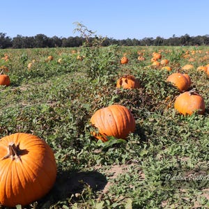 May include: A field of orange pumpkins in a grassy field. The pumpkins are various sizes and shapes.