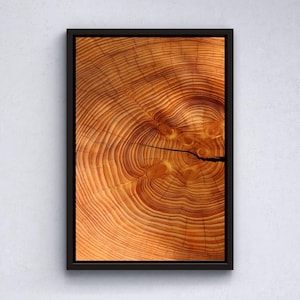 Abstract Tree Ring Canvas Art: Modern Wood Texture Wall Decor