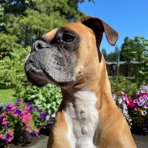 アンティーク　McDougalls 広告入り　ローリングピン　麺棒　陶器 ヴィンテージ フォーリー ウッド ローリングピン/フォーリー