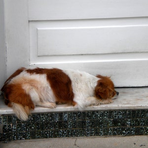 May include: A white and brown dog with its head resting on a white tiled surface. The dog is lying on its side with its paws tucked under its body.