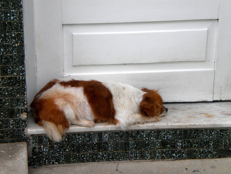 May include: A white and brown dog with its head resting on a white tiled surface. The dog is lying on its side with its paws tucked under its body.