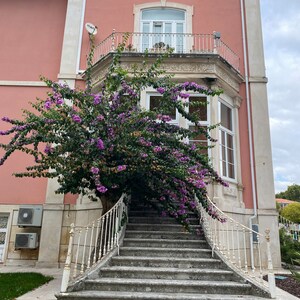 May include: A pink building with a white balcony and a set of stone steps leading up to the front door. A large bush with purple flowers is growing in front of the steps.