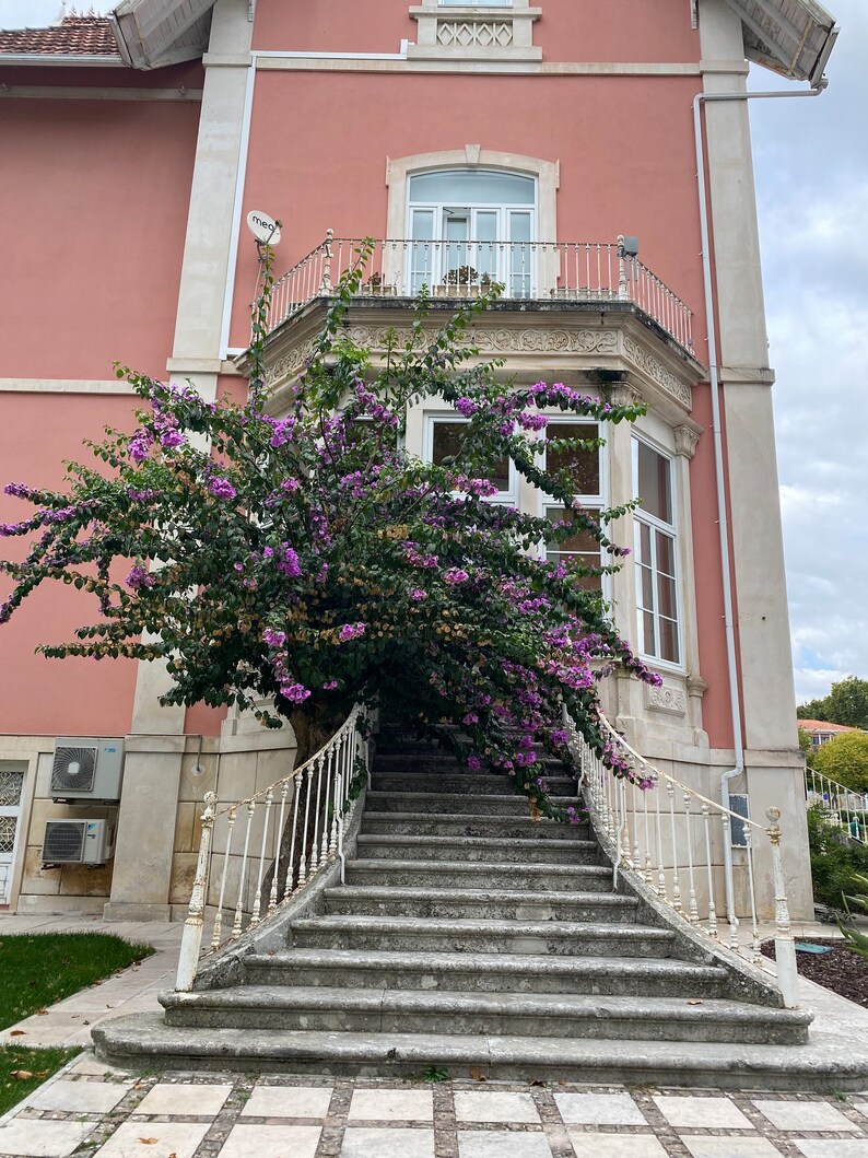 May include: A pink building with a white balcony and a set of stone steps leading up to the front door. A large bush with purple flowers is growing in front of the steps.