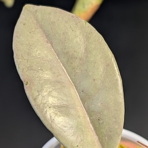 Hoya &#39;Wilbur Graves Silver&#39; – Rooted Node Cutting – Stunning Solid Silver!