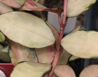 Hoya Lacunosa Souma | Variegated | Rare Collector Hoya Plant