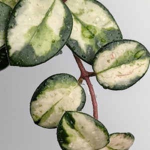 May include: A Hoya plant vine featuring variegated leaves with dark green borders and creamy white centers. The succulent-like foliage is oval-shaped, speckled with water droplets, and attached to a thin, reddish-brown stem that extends downward.