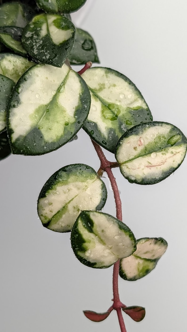 May include: A Hoya plant vine featuring variegated leaves with dark green borders and creamy white centers. The succulent-like foliage is oval-shaped, speckled with water droplets, and attached to a thin, reddish-brown stem that extends downward.