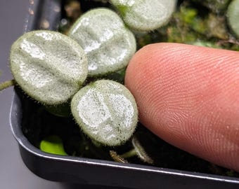 Hoya Serpens Silver, planta de cera en miniatura, planta joven establecida en maceta de 6,35 cm, plantas raras de colección.