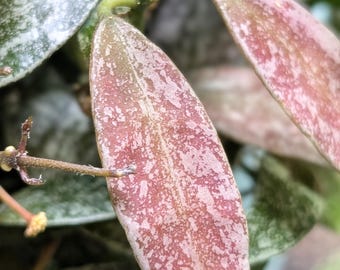 Hoya lacunosa Laos | Small Leaf Trailing Hoya, Fragrant Wax Plant, Splashy Leaves