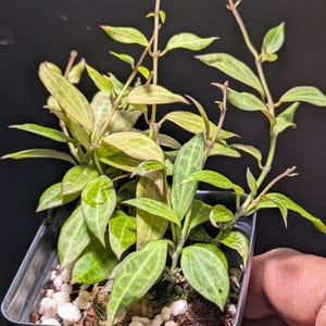 Hoya Microdwarf NS 12-323 | Rare Mini Collector Houseplant (2 inch pot)